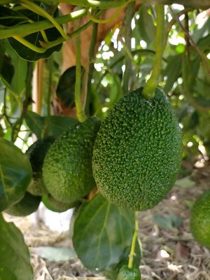 Avocados hanging from a tree